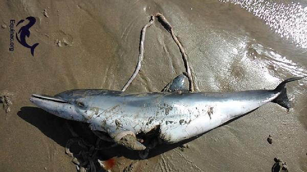 Otro delfín muerto aparecido en la playa de los Genoveses de Níjar