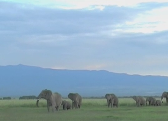 Los elefantes detectan por la voz el sexo y la raza de los humanos