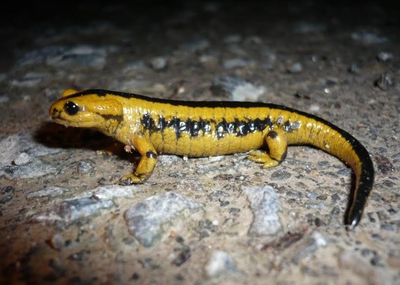 Una vez mas el Principado se queda corto en las especies a proteger en la revisión del catalogo