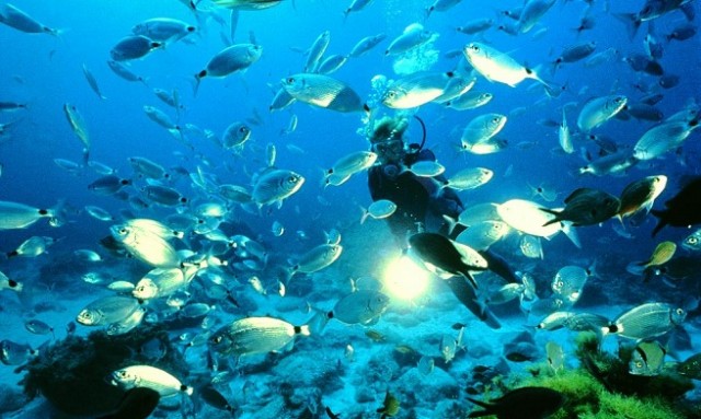 Prohibir la pesca en reservas marinas triplica en cinco años su biomasa de peces