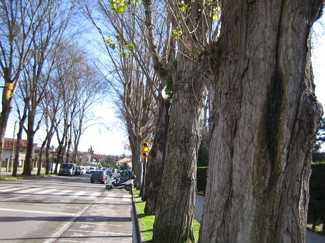 El Ayuntamiento de Gijón sigue con el arboricidio de los chopos