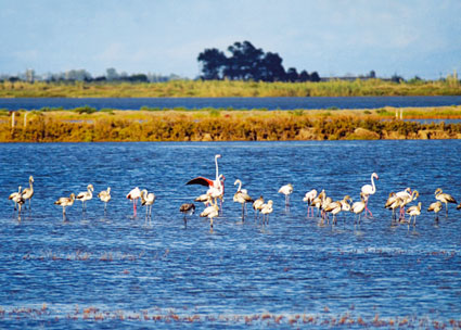Presentación del cuaderno de la Lista Patrón de las aves del Delta del Ebro