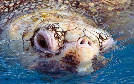 La caza artesanal amenaza a las tortugas