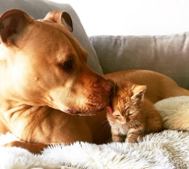 Este Pit-Bull tiene a una gatita como su mejor amiga