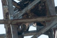 Huesca. Muerte de un águila azor perdicera en una torre de alta tensión