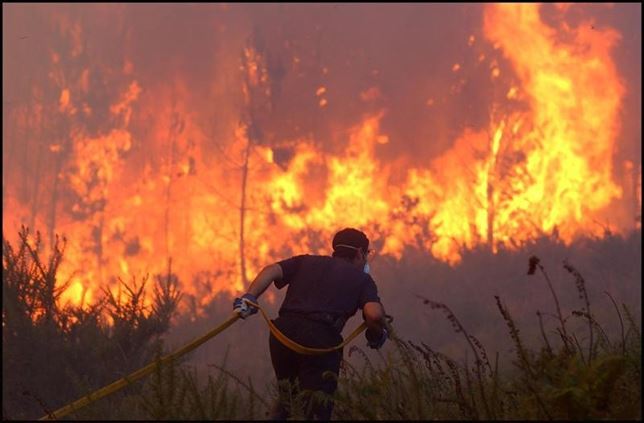 La mayoría de pinares de interés del Bages y Berguedà quemados en 1994 no se recuperará