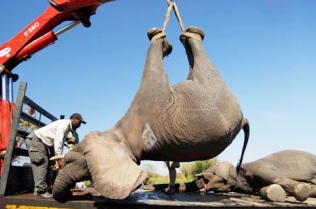 APDDA insta a que España frene el comercio de marfil para proteger a los Elefantes Africanos
