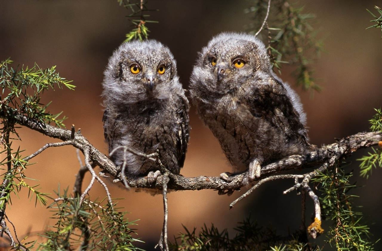 Binéfar acoge la muestra Cazador de instantes