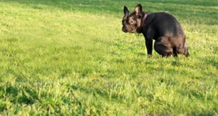 Ingenioso invento para retirar los excrementos de tu can (ver VIDEO)