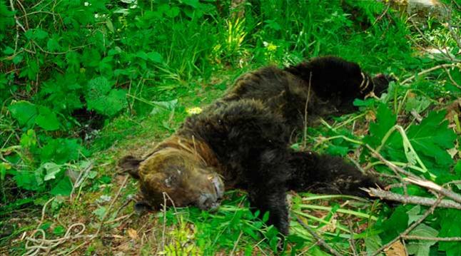 No hay cebos envenenados en la zona donde se encontró muerto un oso pardo en Villablino (León)