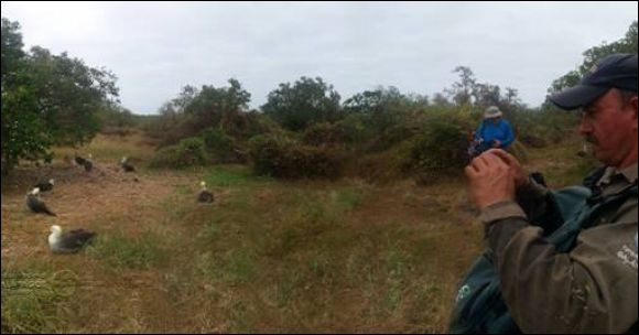 Ecuador. MAE confirma existencia de una gran colonia anidadora de albatros en isla Española