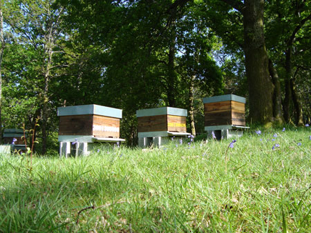 Abejas trabajando por la biodiversidad y el patrimonio rural