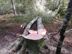 Cantabria. Tala de hayas en el Parque Natural Saja-Besaya