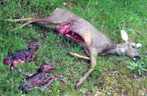 WWF reclama intensificar la lucha contra el furtivismo tras el hallazgo de un lince muerto en Córdoba