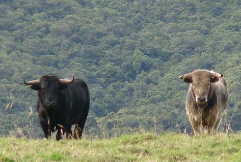 Defensores de animales ven un "despropósito" declarar los toros BIC