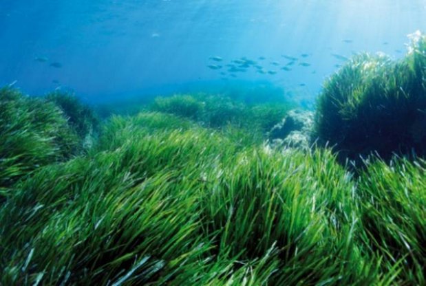 Anade dice que son insuficientes las medidas para proteger la posidonia en Baleares