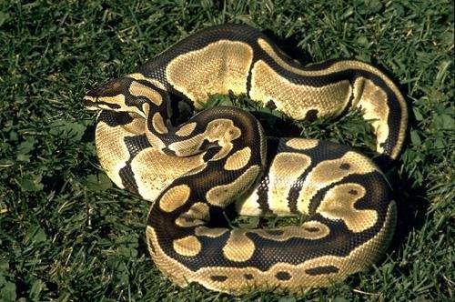 El comercio de pitones es sostenible y beneficia a las comunidades pobres del sureste asiático