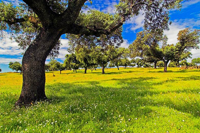 California ‘pone la lupa’ en la dehesa extremeña
