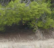 Los Agentes Rurales detienen al presunto autor de 10 incendios forestales en el municipio de El Vendrell (Cataluña)