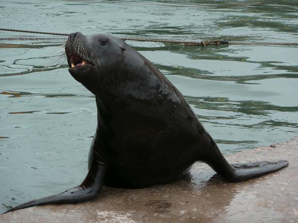 Los leones marinos virtuales ayudan a la rehabilitación de pacientes con daño cerebral