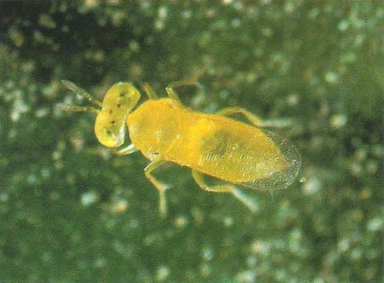 Sistema contra el piojo rojo de California