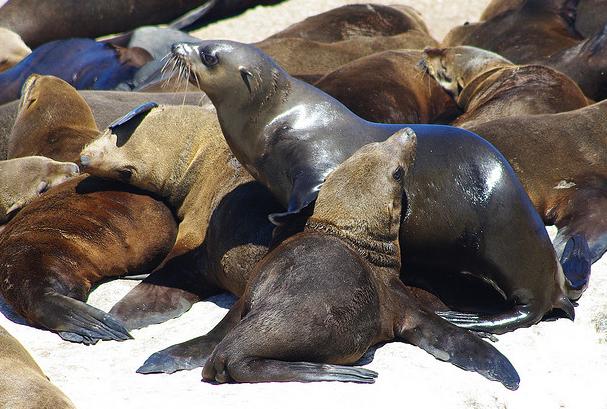 Loro Parque (Tenerife) amplía su familia de animales con el nacimiento de dos leones marinos de California