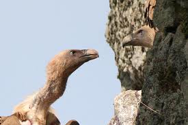 Zaragoza. Liberados dos alimoches rescatados del nido tras la muerte de uno de sus progenitores