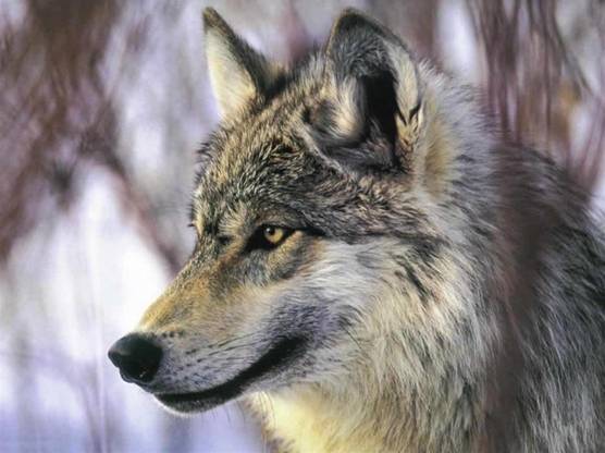 Lobo Marley acude a Bruselas a exigir la protección del lobo ibérico