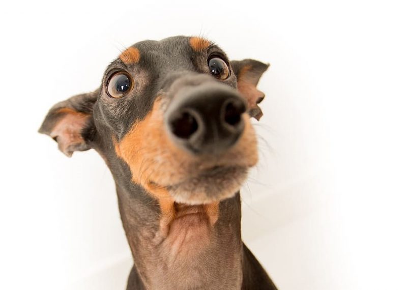 Los perros diferencian idiomas