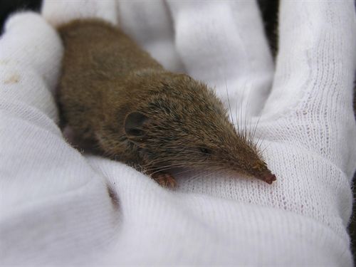 Proyecto de estudio sobre las musarañas en Fuerteventura