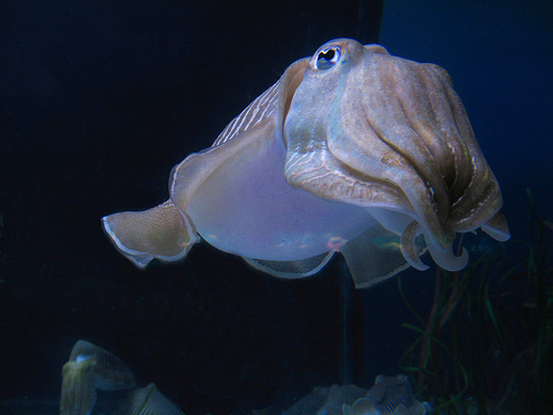 El Aquàrium de Barcelona muestra el apareamiento "hasta la muerte" de las sepias