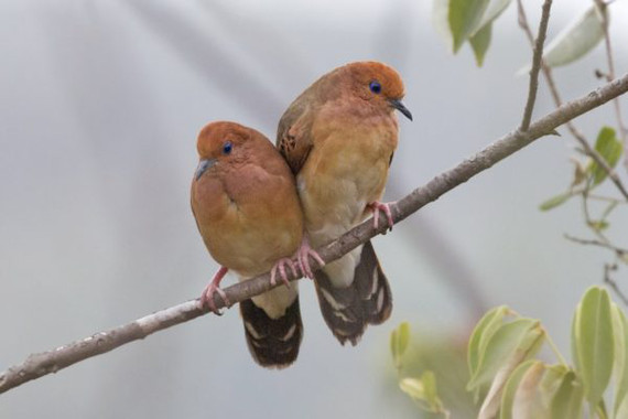 Dónde rayos se escondía la ‘columbina ojiazul’