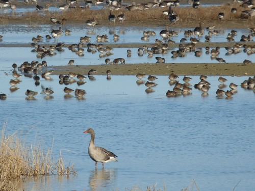 Las aves migratorias ‘aterrizan’ en las Lagunas de Villafáfila