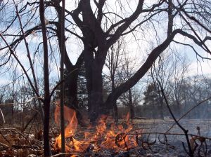 4 millones para limpiar los bosques quemados en Andilla y Cortes de Pallás