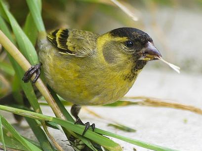 Medio Ambiente proyecta prohibir la caza con liga de pájaros fringílidos en vivo