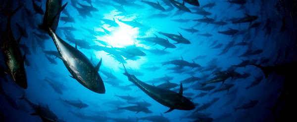 El mayor productor mundial de atún raya la ‘delincuencia’