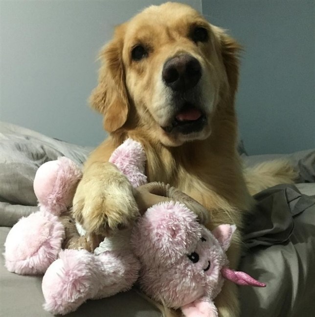 La tierna historia de ‘Mojito’ y sus peluches