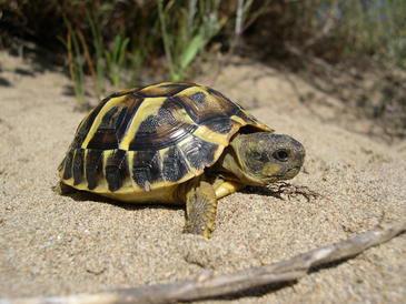 La tortuga mediterránea sufre por el cambio climático