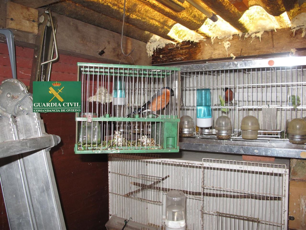 Un furtivo imputado por comerciar con pájaros protegidos