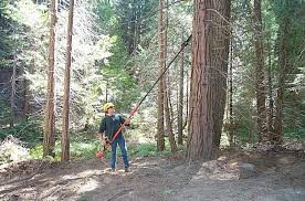 Reducir la cantidad de biomasa mediante el desarrollo de modelos selvícolas imitando la naturaleza para evitar incendios