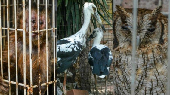 Argentina. Rescatan a 100 especies de animales en Quilmes