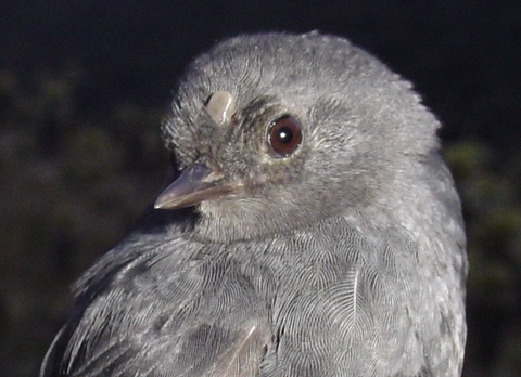 Expedición de ProAves resuelve el misterio del Tapaculo