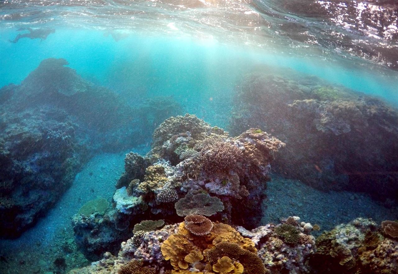 Más de un tercio de los corales en zonas de la Gran Barrera Australiana