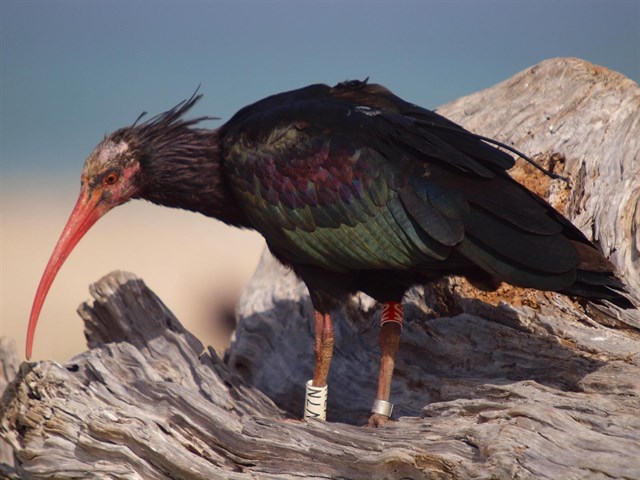 El ‘Programa de Reintroducción del Ibis Eremita en Cádiz’ se internacionaliza