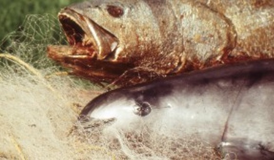 El medio ambiente y la economía del Alto Golfo necesitan ayuda YA