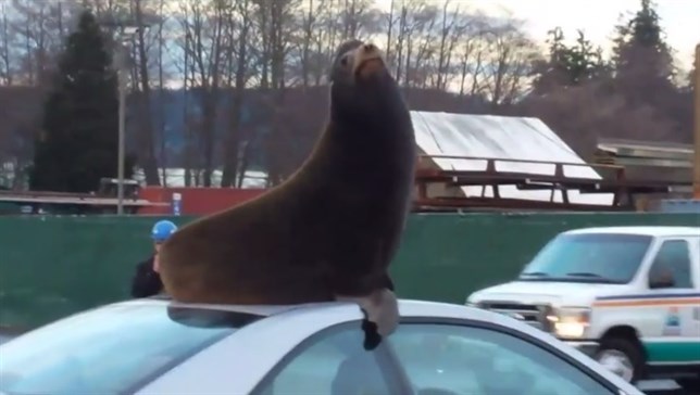 ¡León marino a bordo! (VIDEO)