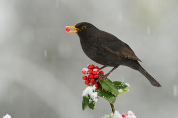La marcación de semillas prueba el efecto de las aves en la regeneración de los bosques cantábricos