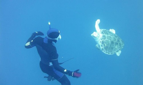 Proyecto para la detección acústica de tortugas marinas