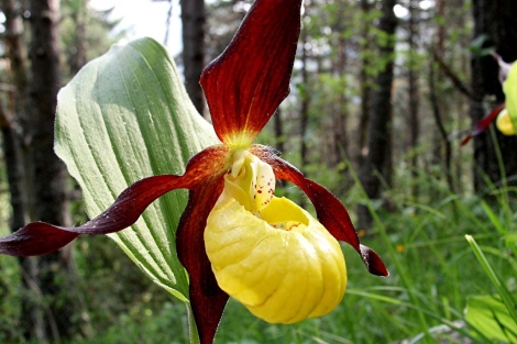 La orquídea zapatito de dama se ‘recupera’ en el Pirineo