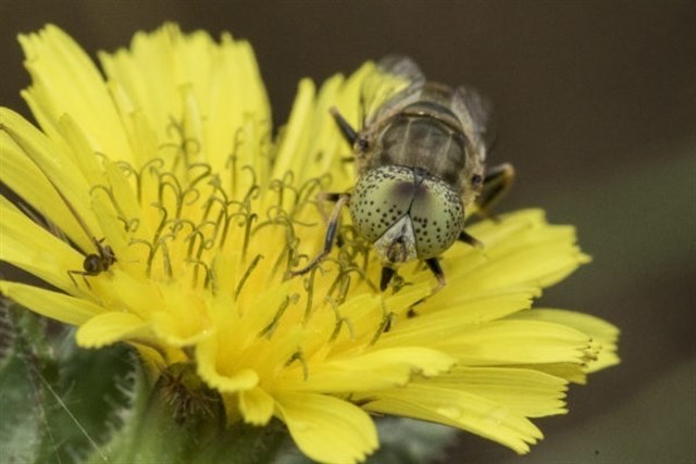 Identifican 16 nuevas especies de insectos sin registrar en lAlbufera